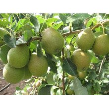 Груша звичайна Вікторія | Pyrus communis Victoria | Груша обыкновенная Виктория