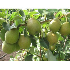 Груша звичайна Вікторія | Pyrus communis Victoria | Груша обыкновенная Виктория