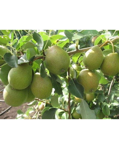 Груша звичайна Вікторія | Pyrus communis Victoria | Груша обыкновенная Виктория