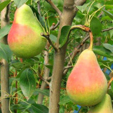 Груша звичайна Вікторія | Pyrus communis Victoria | Груша обыкновенная Виктория