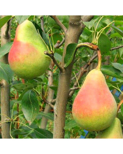 Груша звичайна Вікторія | Pyrus communis Victoria | Груша обыкновенная Виктория