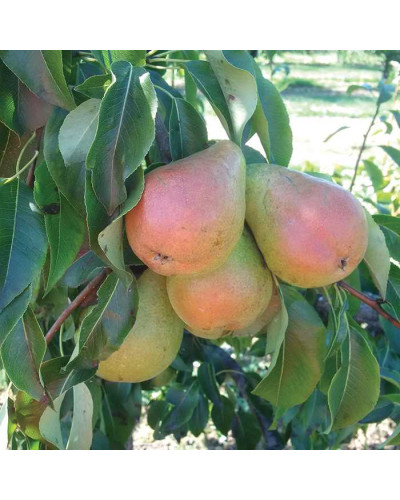 Груша звичайна Вікторія | Pyrus communis Victoria | Груша обыкновенная Виктория