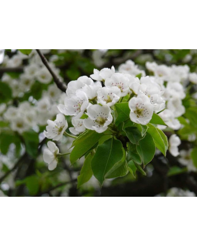 Груша звичайна Вікторія | Pyrus communis Victoria | Груша обыкновенная Виктория