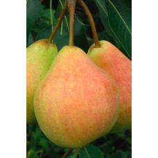 Груша звичайна Говерла (осіння) | Pyrus communis Goverla | Груша обыкновенная Говерла (осенняя)