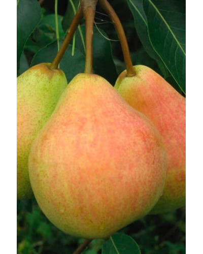 Груша звичайна Говерла (осіння) | Pyrus communis Goverla | Груша обыкновенная Говерла (осенняя)