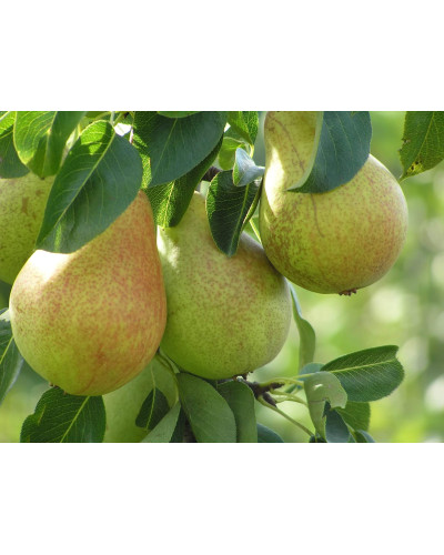 Груша звичайна Говерла (осіння) | Pyrus communis Goverla | Груша обыкновенная Говерла (осенняя)