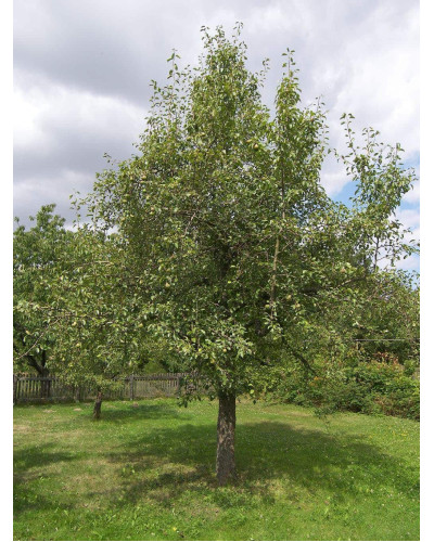 Груша звичайна Говерла (осіння) | Pyrus communis Goverla | Груша обыкновенная Говерла (осенняя)