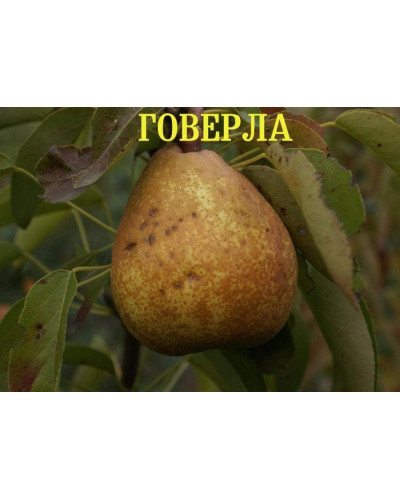 Груша звичайна Говерла (осіння) | Pyrus communis Goverla | Груша обыкновенная Говерла (осенняя)