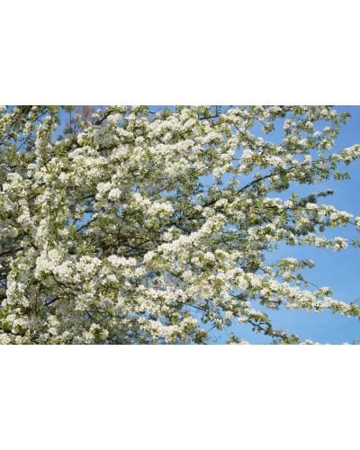 Груша звичайна Говерла (осіння) | Pyrus communis Goverla | Груша обыкновенная Говерла (осенняя)
