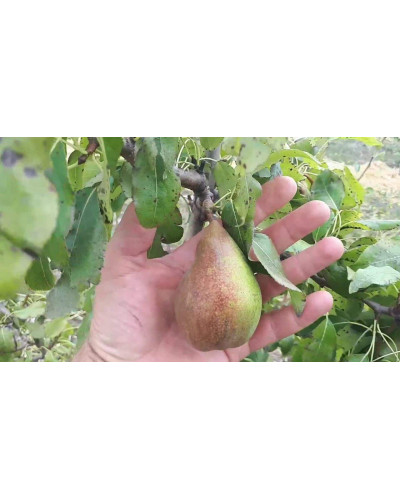 Груша звичайна Говерла (осіння) | Pyrus communis Goverla | Груша обыкновенная Говерла (осенняя)