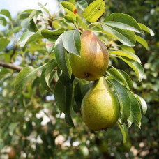 Груша звичайна Говерла (осіння) | Pyrus communis Goverla | Груша обыкновенная Говерла (осенняя)