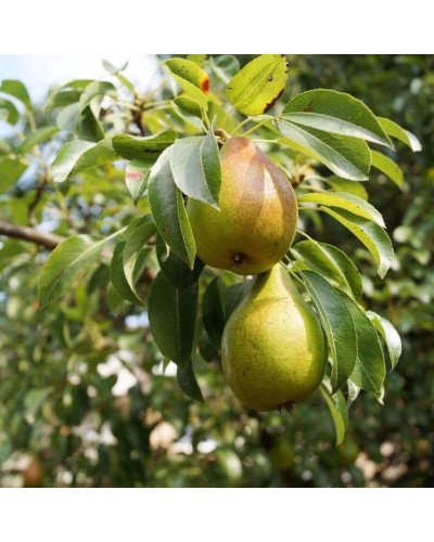 Груша звичайна Говерла (осіння) | Pyrus communis Goverla | Груша обыкновенная Говерла (осенняя)