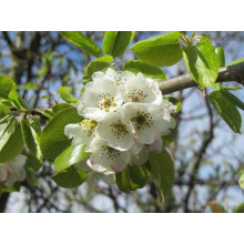 Груша звичайна Говерла (осіння) | Pyrus communis Goverla | Груша обыкновенная Говерла (осенняя)