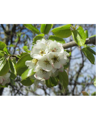 Груша звичайна Говерла (осіння) | Pyrus communis Goverla | Груша обыкновенная Говерла (осенняя)