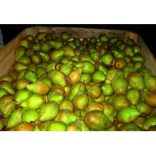 Груша звичайна Говерла (осіння) | Pyrus communis Goverla | Груша обыкновенная Говерла (осенняя)
