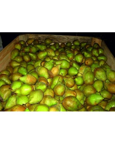 Груша звичайна Говерла (осіння) | Pyrus communis Goverla | Груша обыкновенная Говерла (осенняя)