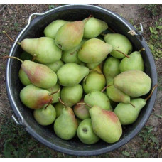 Груша звичайна Говерла (осіння) | Pyrus communis Goverla | Груша обыкновенная Говерла (осенняя)
