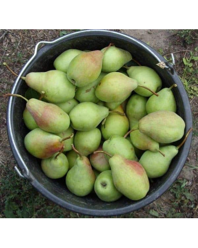 Груша звичайна Говерла (осіння) | Pyrus communis Goverla | Груша обыкновенная Говерла (осенняя)