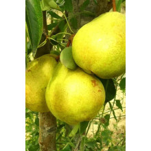 Груша звичайна Золотоворітська | Pyrus communis Zolotovorotska | Груша обыкновенная Золотоворотская