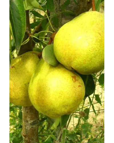 Груша звичайна Золотоворітська | Pyrus communis Zolotovorotska | Груша обыкновенная Золотоворотская