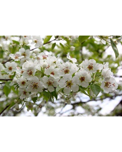 Груша звичайна Золотоворітська | Pyrus communis Zolotovorotska | Груша обыкновенная Золотоворотская