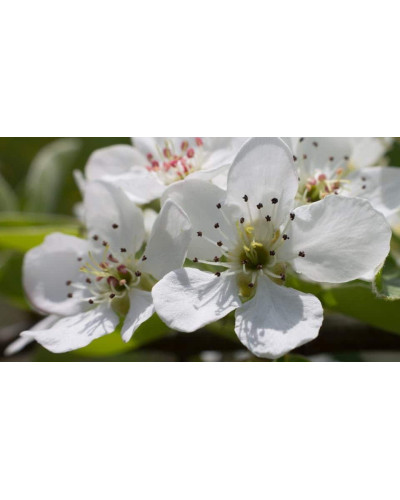 Груша звичайна Золотоворітська | Pyrus communis Zolotovorotska | Груша обыкновенная Золотоворотская