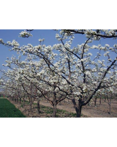 Груша звичайна Золотоворітська | Pyrus communis Zolotovorotska | Груша обыкновенная Золотоворотская