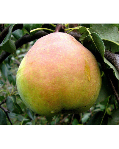 Груша звичайна Золотоворітська | Pyrus communis Zolotovorotska | Груша обыкновенная Золотоворотская