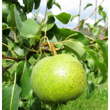 Груша звичайна Золотоворітська | Pyrus communis Zolotovorotska | Груша обыкновенная Золотоворотская
