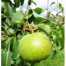 Груша звичайна Золотоворітська | Pyrus communis Zolotovorotska | Груша обыкновенная Золотоворотская