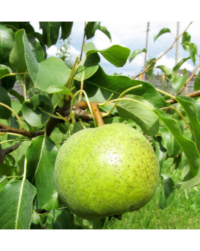 Груша звичайна Золотоворітська | Pyrus communis Zolotovorotska | Груша обыкновенная Золотоворотская