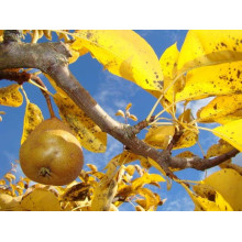 Груша звичайна Золотоворітська | Pyrus communis Zolotovorotska | Груша обыкновенная Золотоворотская