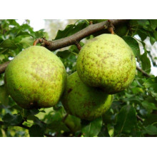 Груша звичайна Золотоворітська | Pyrus communis Zolotovorotska | Груша обыкновенная Золотоворотская