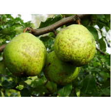 Груша звичайна Золотоворітська | Pyrus communis Zolotovorotska | Груша обыкновенная Золотоворотская