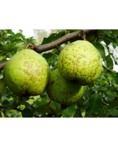 Груша звичайна Золотоворітська | Pyrus communis Zolotovorotska | Груша обыкновенная Золотоворотская