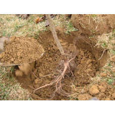 Груша звичайна Золотоворітська | Pyrus communis Zolotovorotska | Груша обыкновенная Золотоворотская