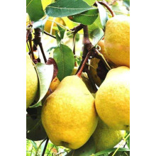 Груша звичайна Просто Марія | Pyrus communis Prosto Мariya | Груша обыкновенная Просто Мария