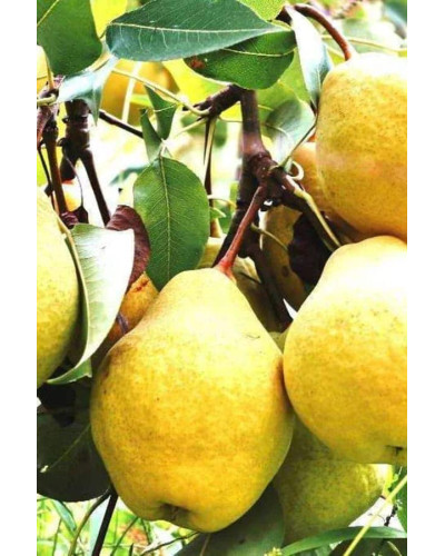 Груша звичайна Просто Марія | Pyrus communis Prosto Мariya | Груша обыкновенная Просто Мария