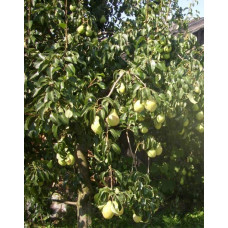 Груша звичайна Просто Марія | Pyrus communis Prosto Мariya | Груша обыкновенная Просто Мария