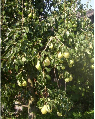 Груша звичайна Просто Марія | Pyrus communis Prosto Мariya | Груша обыкновенная Просто Мария