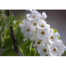 Груша звичайна Просто Марія | Pyrus communis Prosto Мariya | Груша обыкновенная Просто Мария