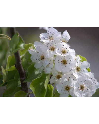 Груша звичайна Просто Марія | Pyrus communis Prosto Мariya | Груша обыкновенная Просто Мария