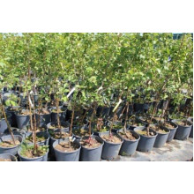 Груша звичайна Просто Марія | Pyrus communis Prosto Мariya | Груша обыкновенная Просто Мария