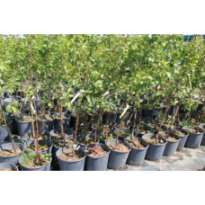 Груша звичайна Просто Марія | Pyrus communis Prosto Мariya | Груша обыкновенная Просто Мария