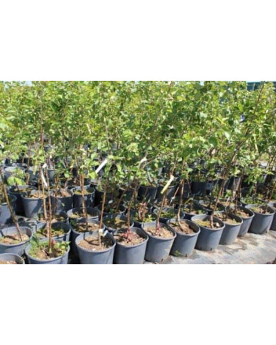 Груша звичайна Просто Марія | Pyrus communis Prosto Мariya | Груша обыкновенная Просто Мария