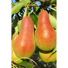 Груша звичайна Талгарська Красуня | Pyrus communis Talgarskaya Krasavitsa | Груша обыкновенная Талгарская Красавица