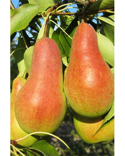 Груша звичайна Талгарська Красуня | Pyrus communis Talgarskaya Krasavitsa | Груша обыкновенная Талгарская Красавица