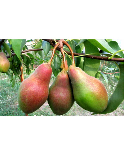 Груша звичайна Талгарська Красуня | Pyrus communis Talgarskaya Krasavitsa | Груша обыкновенная Талгарская Красавица