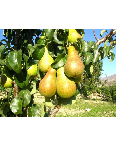 Груша звичайна Талгарська Красуня | Pyrus communis Talgarskaya Krasavitsa | Груша обыкновенная Талгарская Красавица