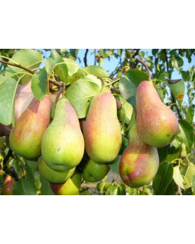 Груша звичайна Талгарська Красуня | Pyrus communis Talgarskaya Krasavitsa | Груша обыкновенная Талгарская Красавица